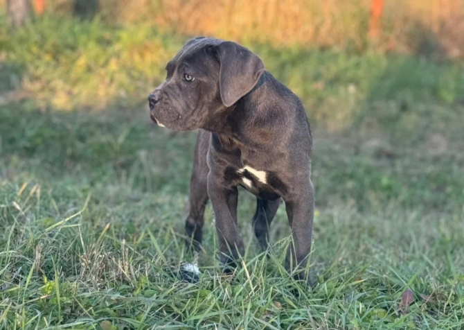 Blue cane corso yavrular